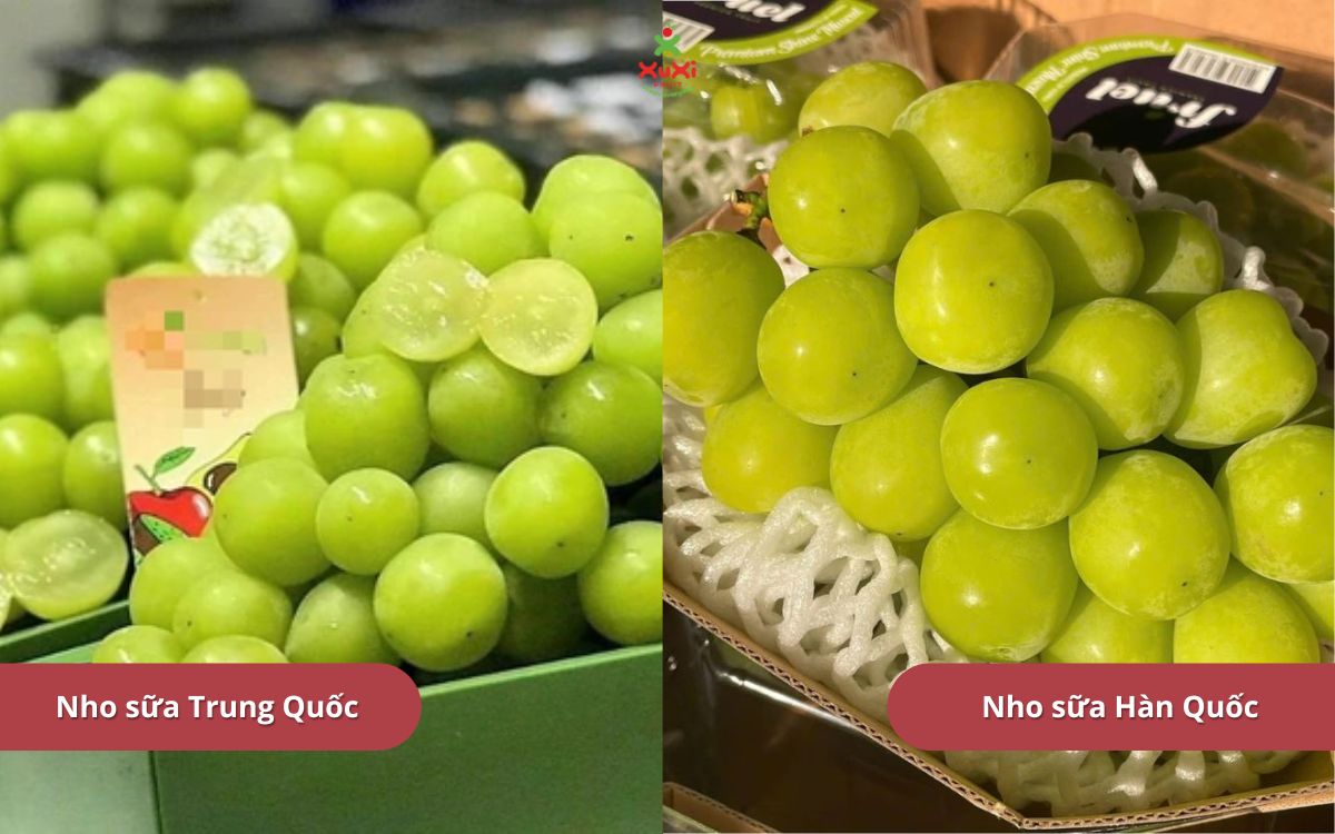 Phân biệt nho sữa Trung Quốc và nho sữa Hàn Quốc