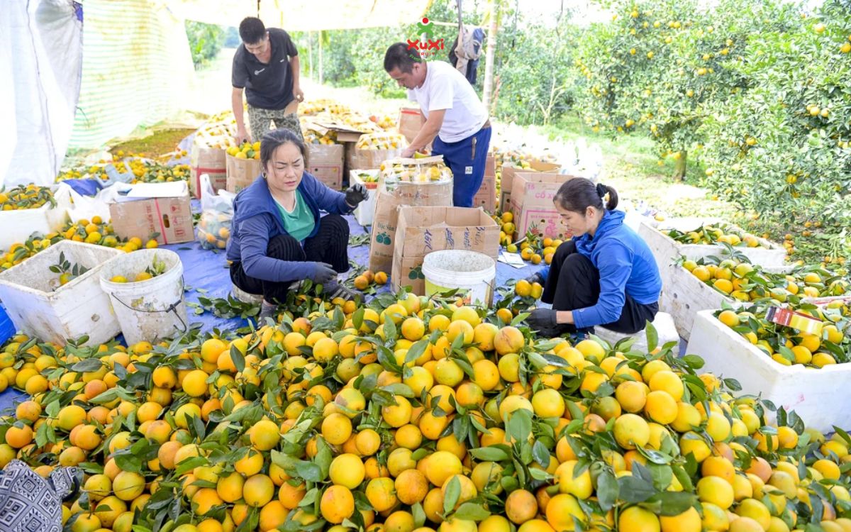 Cách nhận biết dựa vào thời điểm mùa vụ