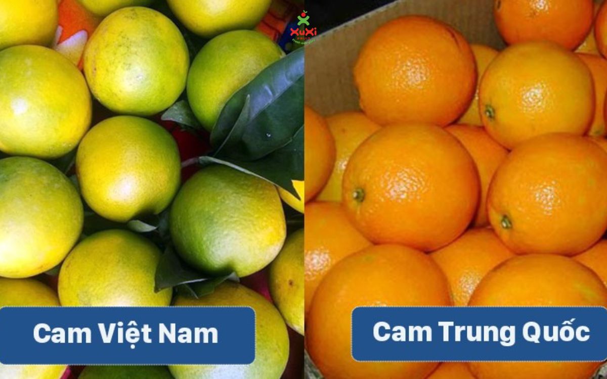 Phân biệt cam Việt Nam và Trung Quốc