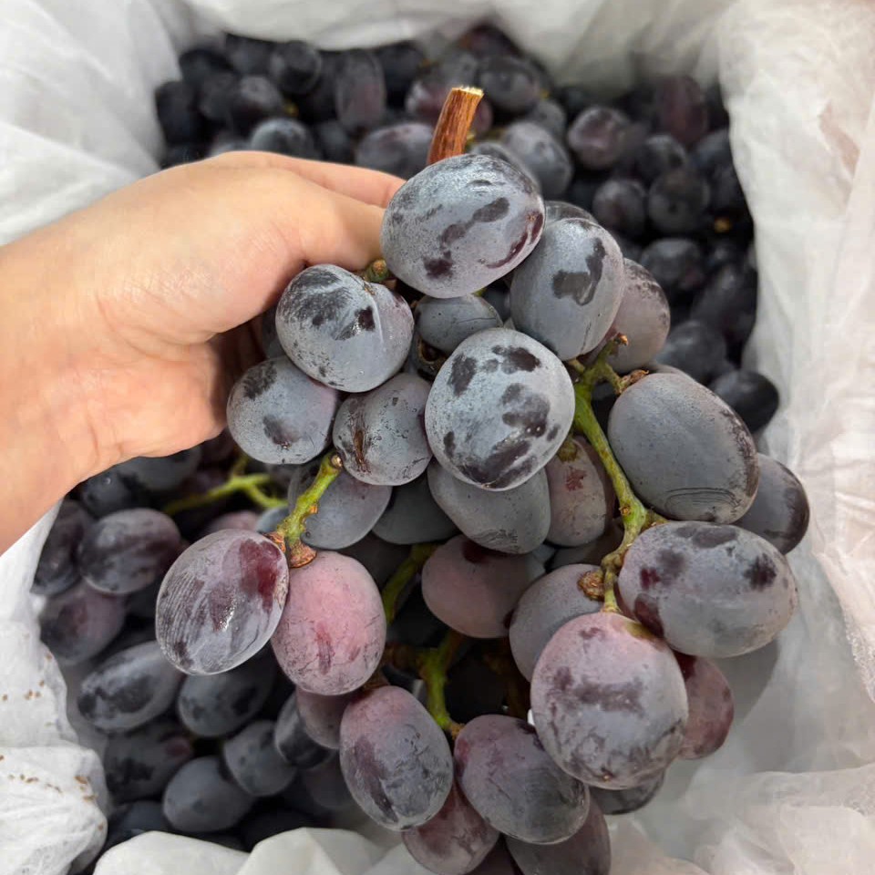 nho-den-uc-03 Nho đen Úc