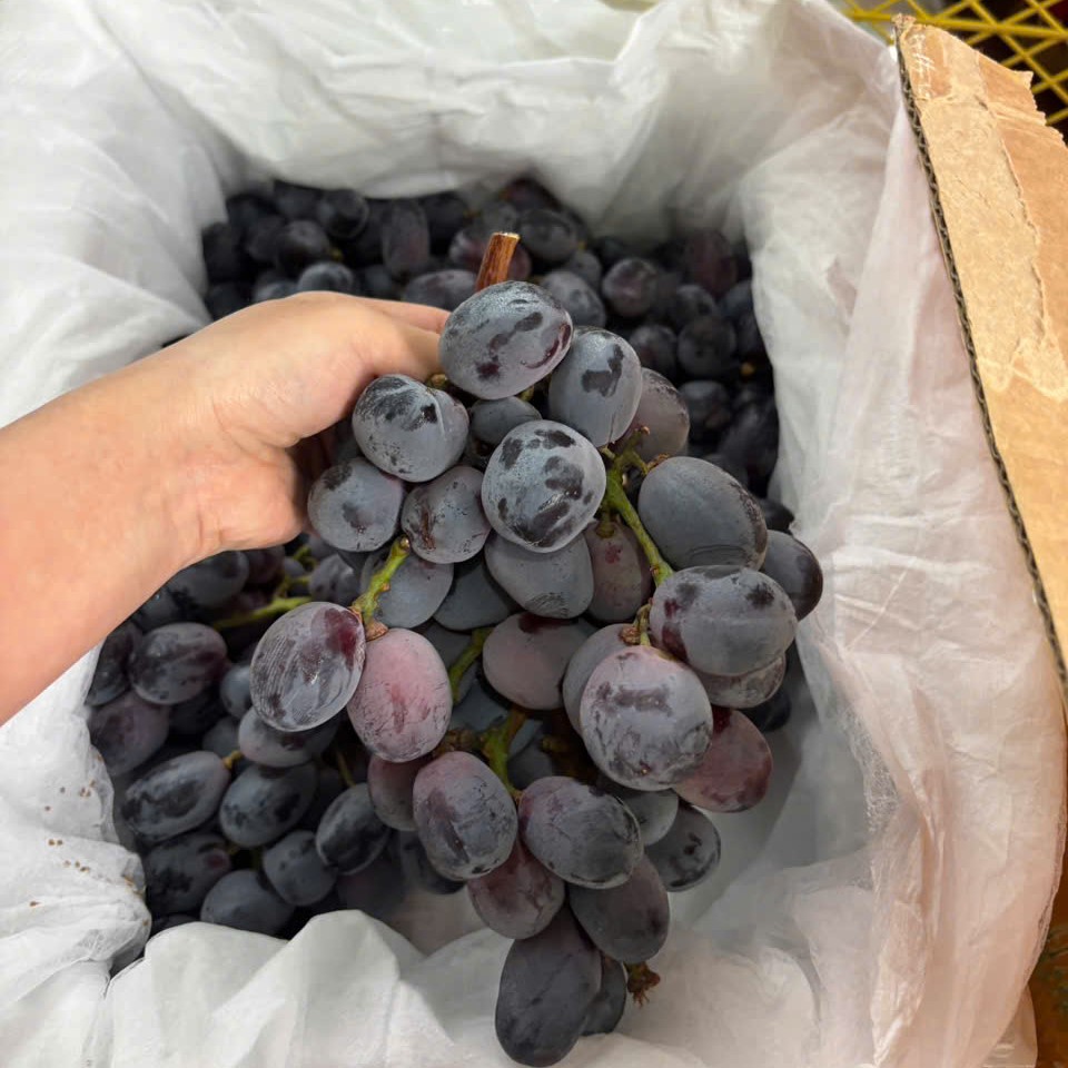 nho-den-uc-05 Nho đen Úc