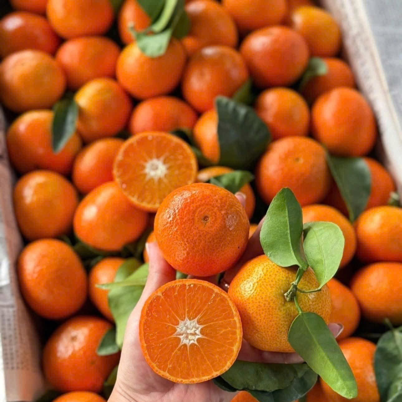 quyt-thai-05 Quýt Thái