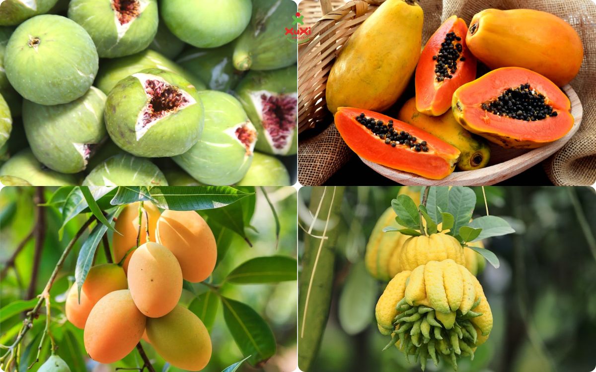 5 loại quả trong mâm ngũ quả