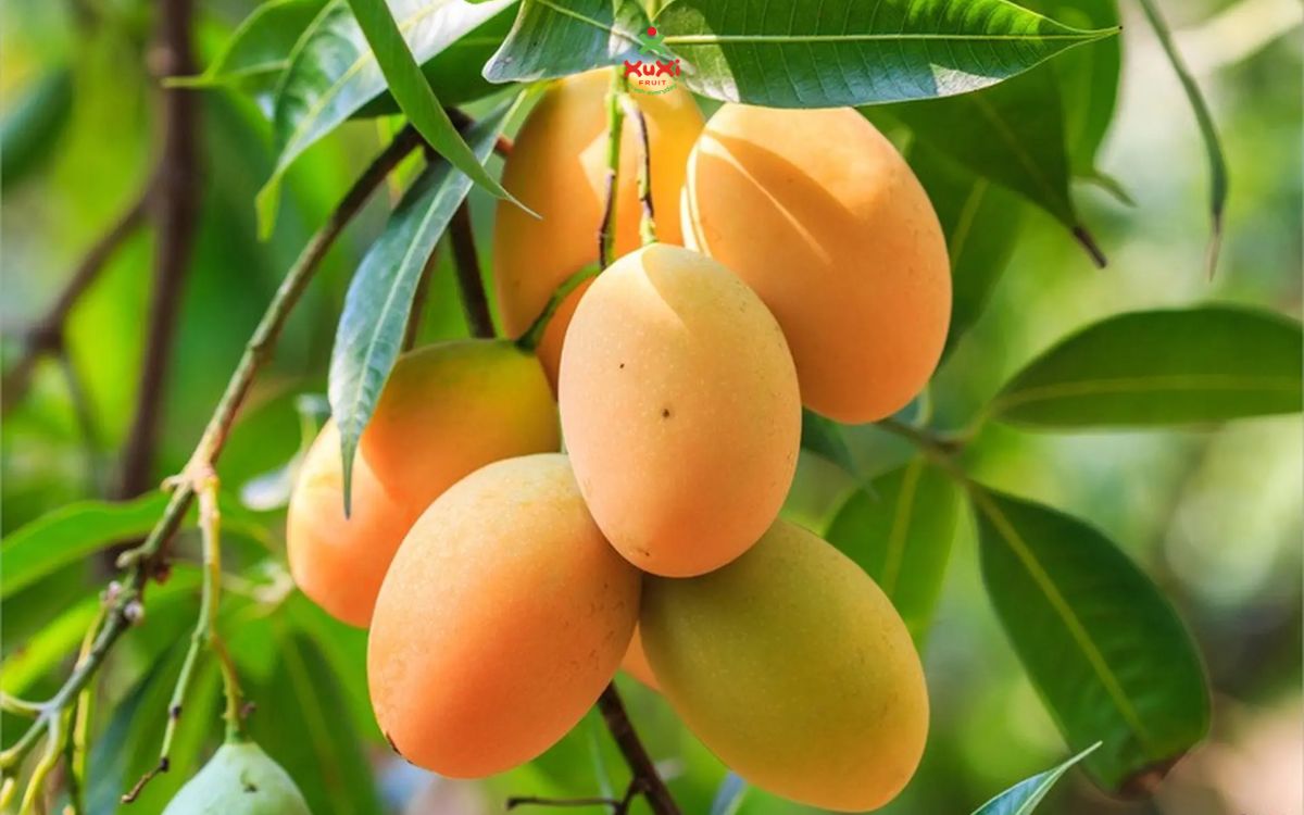 ăn xoài có béo không