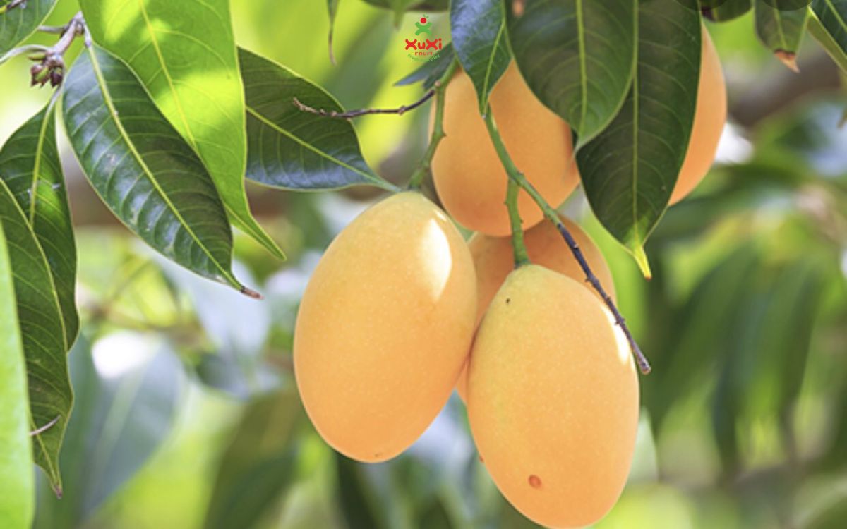 ăn xoài có béo không